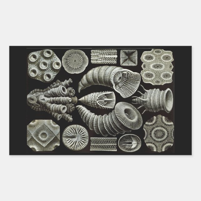 Haeckel Negative Sticker (Front)