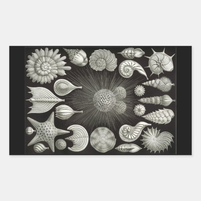 Haeckel Negative Sticker (Front)