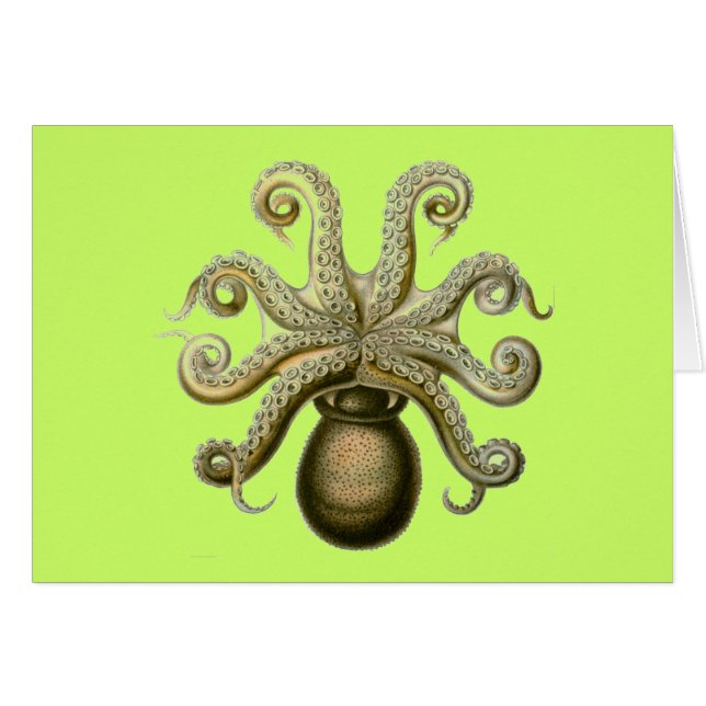 Haeckel Octopus (Front Horizontal)