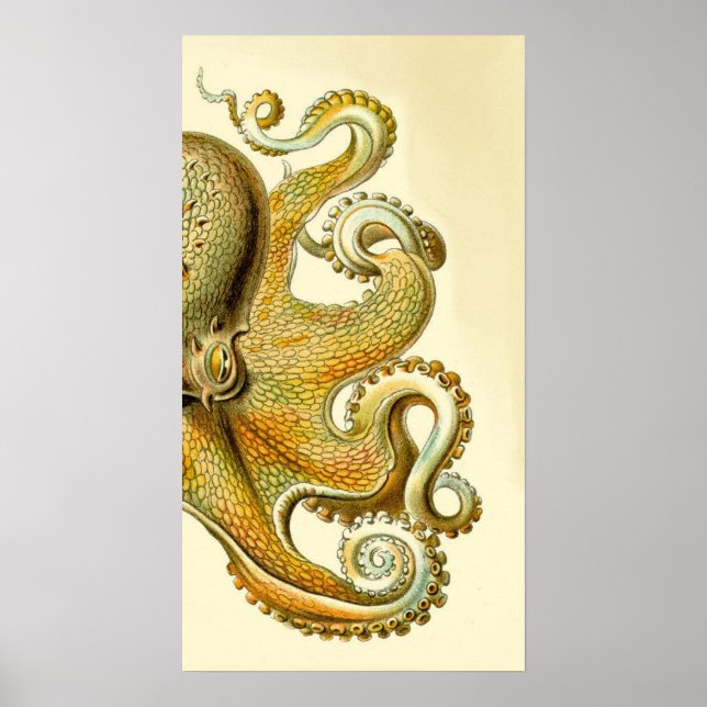 Haeckel Octopus Diptych I Poster (Front)