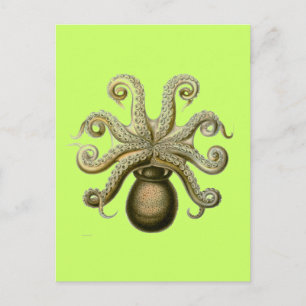 Haeckel Octopus Postcard