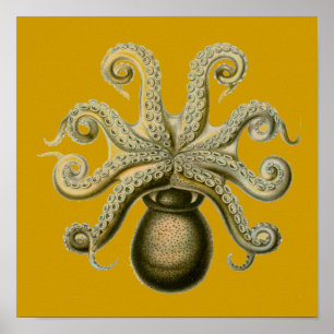 Haeckel Octopus Poster