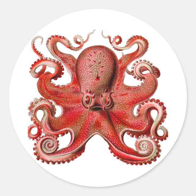 Haeckel Octopus Red Classic Round Sticker (Front)