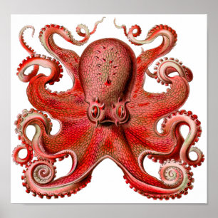 Haeckel Octopus Red Poster