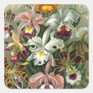 Haeckel Orchidae Square Sticker