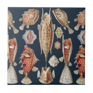Haeckel Ostraciontes Tropical Fish Nature Art Tile