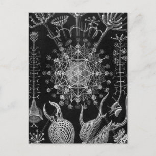 Haeckel Phaeodaria Postcard