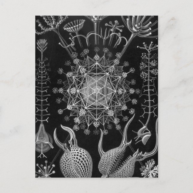 Haeckel Phaeodaria Postcard (Front)