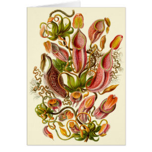 Haeckel Pitcher Illustration Plante toute l'occasi