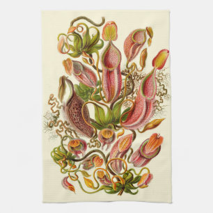 Haeckel Pitcher Plant Botanical Illustration Kitchen Towel