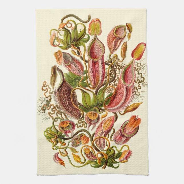 Haeckel Pitcher Plant Botanical Illustration Kitchen Towel (Vertical)