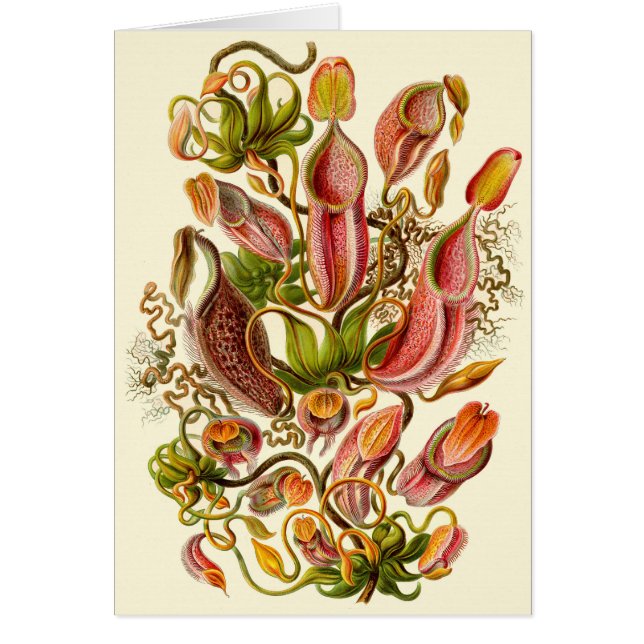 Haeckel Pitcher Plant Illustration All-Occasion (Front)