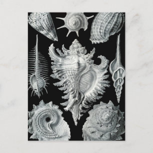 Haeckel Prosobranchia Postcard