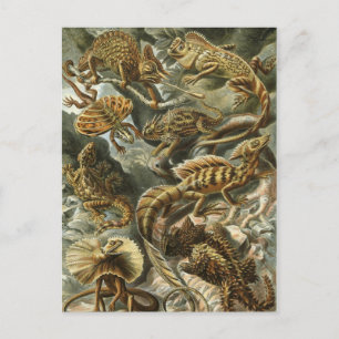 Haeckel Reptiles Postcard