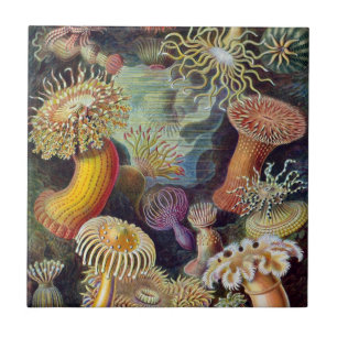 Haeckel Sea Anemones Ceramics Tile