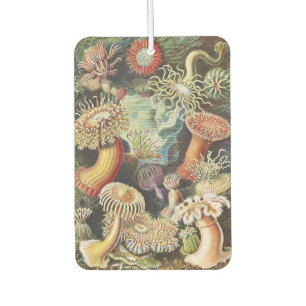 Haeckel Sea Anemones Nautical Sea Life Art Collage Air Freshener