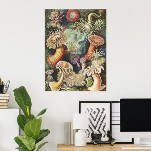 Haeckel Sea Anemones Nautical Sea Life Art Collage Poster