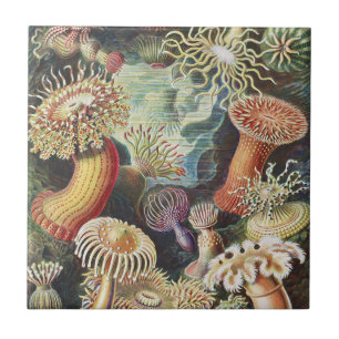 Haeckel Sea Anemones Nautical Sea Life Art Collage Tile