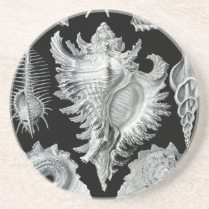 Haeckel Seashell Coaster