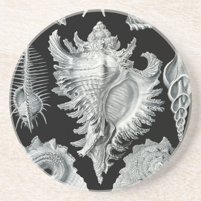 Haeckel Seashell Coaster (Front)