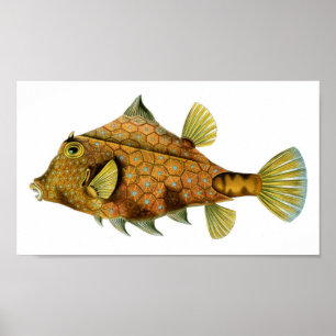 Haeckel Tetrosomus Gibbosus Poster
