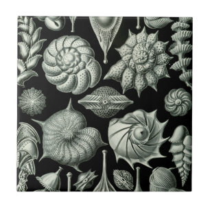 Haeckel Thalamophora Tile