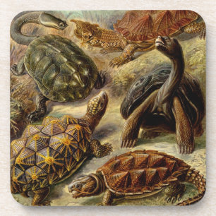 Haeckel Tortoises Coaster
