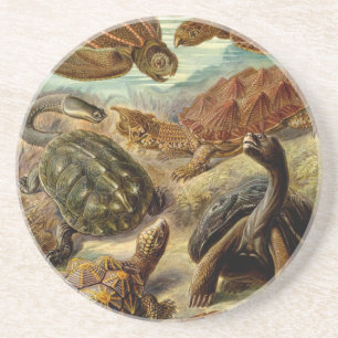 Haeckel Turtles Coaster