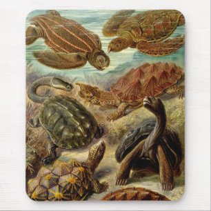 Haeckel Turtles Mouse Pad
