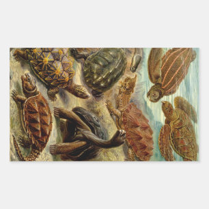 Haeckel Turtles Sticker