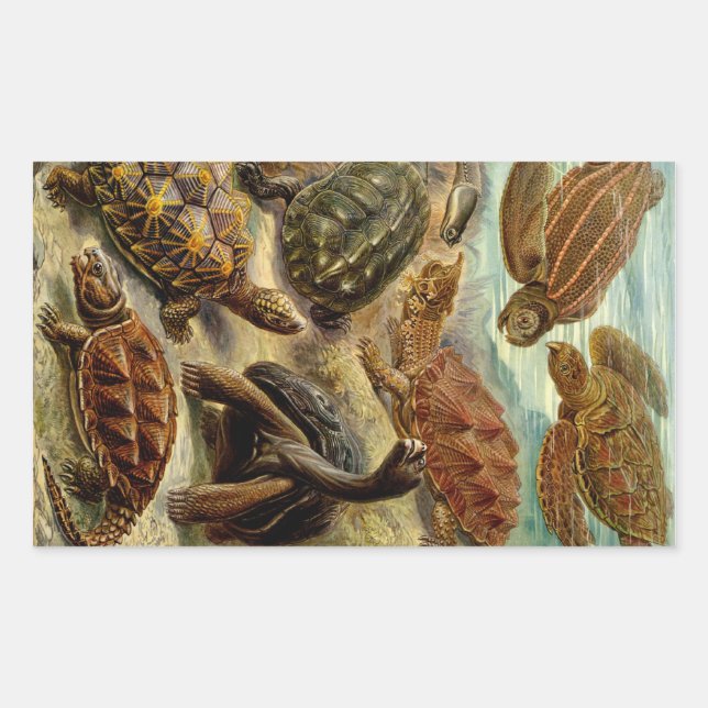 Haeckel Turtles Sticker (Front)