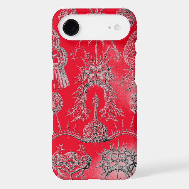 Haeckel vintage (Verso)
