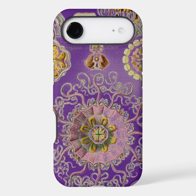 Haeckel vintage (Verso)