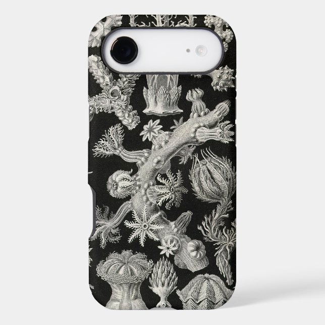 Haeckel vintage (Verso)