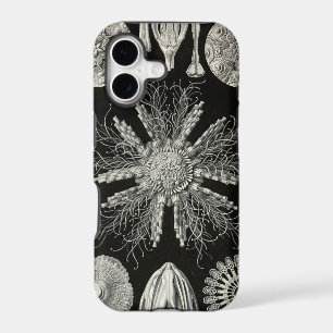 Haeckel vintage