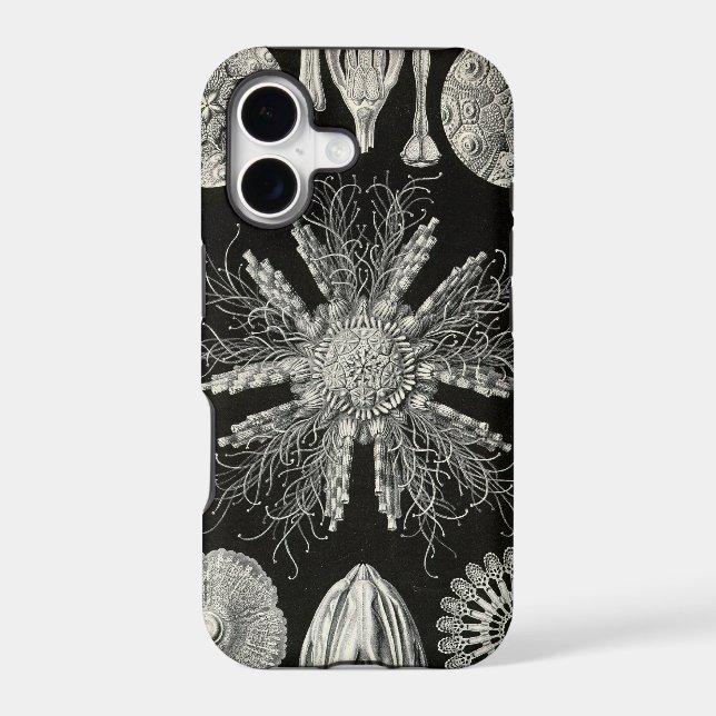 Haeckel vintage (Verso)