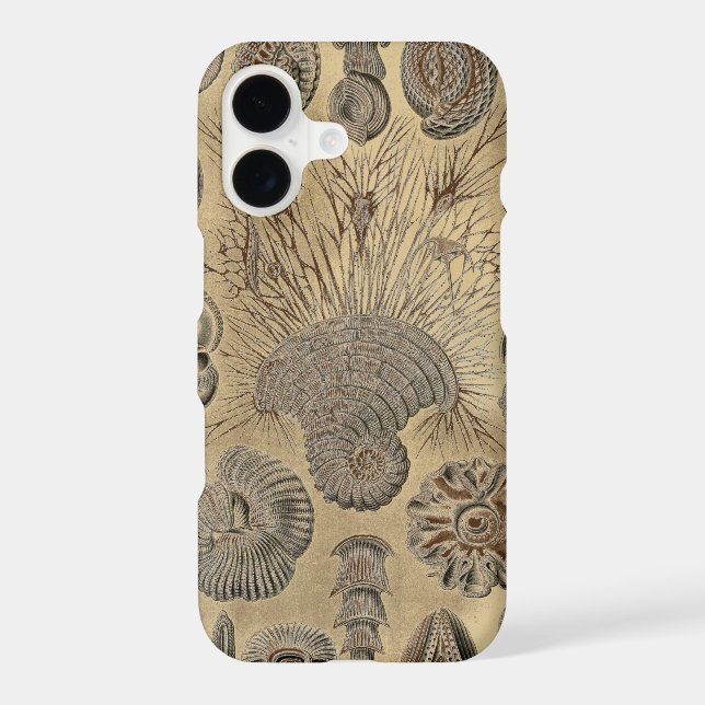 Haeckel vintage (Verso)