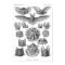 Haeckel's Bats