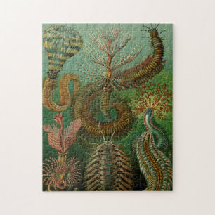 Haeckel's Chaetopoda Jigsaw Puzzle