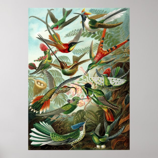 Haeckel's Hummingbirds Poster (Front)