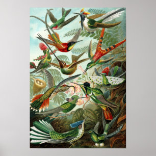 Haeckel's Hummingbirds Poster