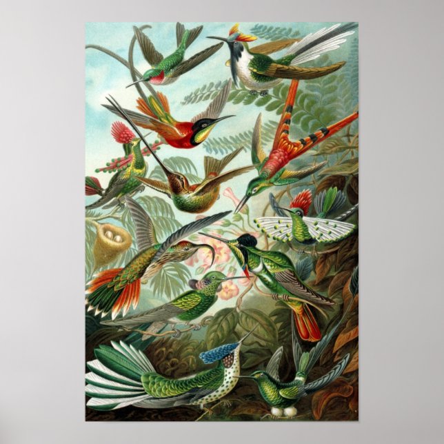 Haeckel's Hummingbirds Poster (Front)