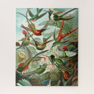 Haeckel's Hummingbirds Puzzle