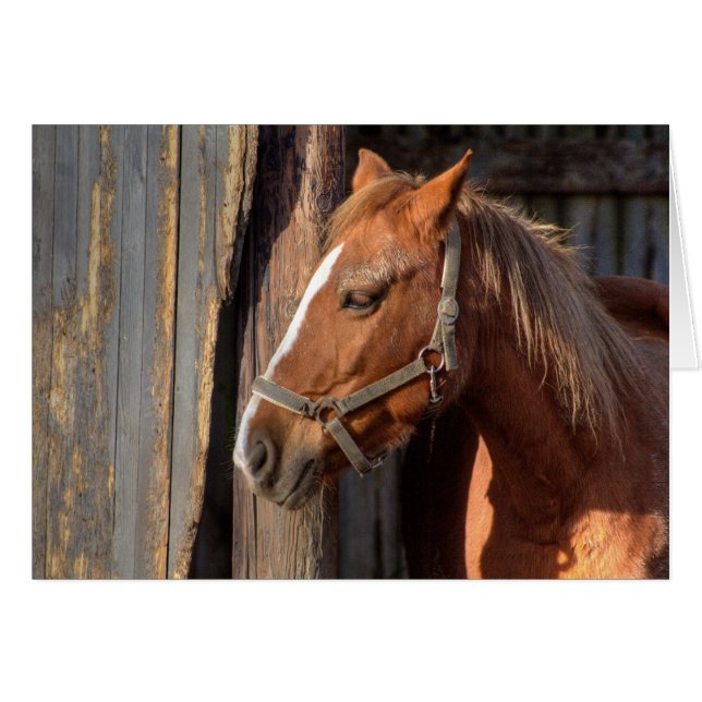 Haflinger (Front Horizontal)