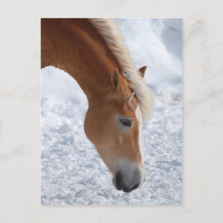 Haflinger 1 postcard