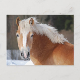 Haflinger 3 postcard