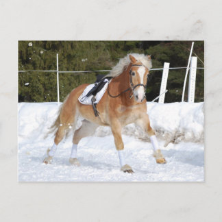 Haflinger 4 postcard