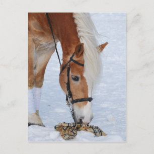 Haflinger 7 postcard