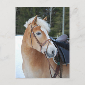 Haflinger 8 postcard