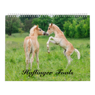 Haflinger Foals 2017  size large Calendar